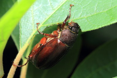 June Beetle, Phyllophaga sp. (Scarabaeidae)