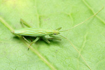 Plant Bug, Megaloceroea recticornis (Miridae)