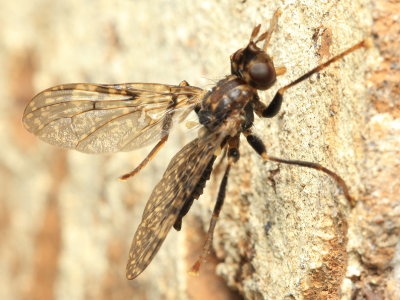 Scarab Parasite, Sphecomyiella valida (Pyrgotidae)