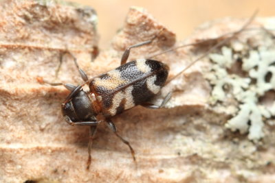 Longhorn, Urgleptes facetus (Cerambycidae)