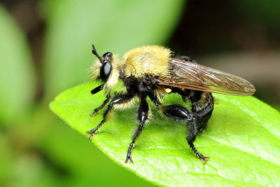 Bee-like Robber Fly, Laphria virginica (Asilidae)
