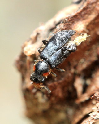 Soft-winged Flower Beetle, Nodopus flavilabris (Melyridae)