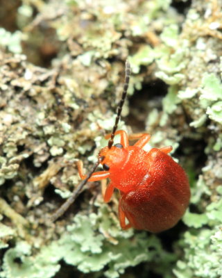Cherry Leaf Beetle, Tricholochmaea cavicollis (Chrysomelidae)