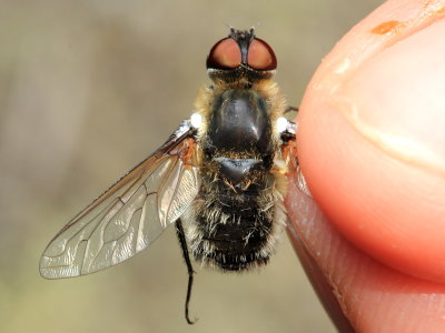 Bee Fly, Villa sp. (Bombyliidae)