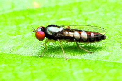 Flat-footed Fly, Bertamyia notata (Platypezidae)