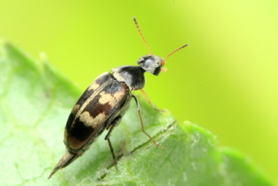Tumbling Flower Beetle, Falsomordellistena pubescens (Mordellidae)