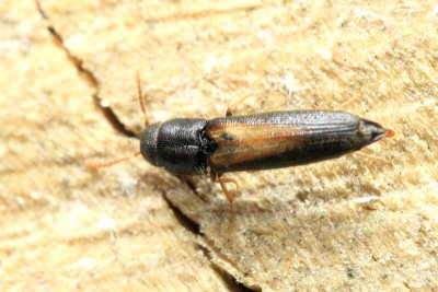 False Click Beetle, Isorhipis obliqua (Eucnemidae)