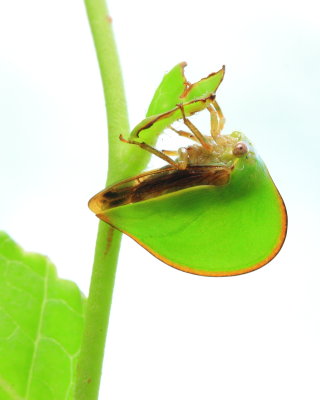 Treehopper, Archasia belfragei (Membracidae)