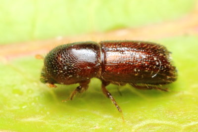 Bark Beetle, Xyleborus bispinatus (Curculionidae: Scolytinae)