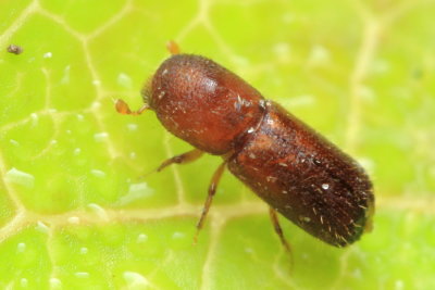 Bark Beetle, Xyleborus xylographus (Curculionidae: Scolytinae)