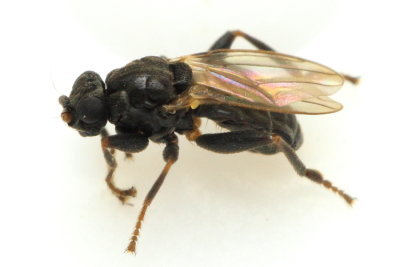 Mesosphaerocera annulicornis (Sphaeroceridae)