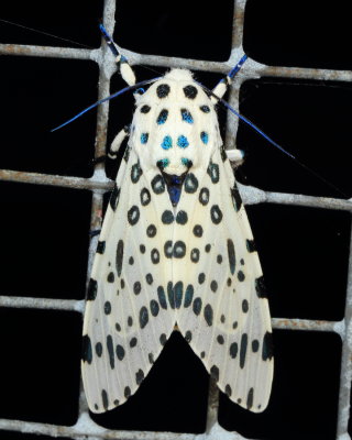 Giant Leopard Moth, Hodges#8146 Hypercompe scribonia (Erebidae: Arctiinae)