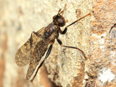 Scarab Parasite, Sphecomyiella valida (Pyrgotidae)