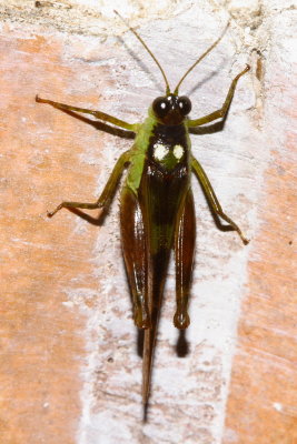 Grasshopper, Paulinia acuminata (Acrididae)
