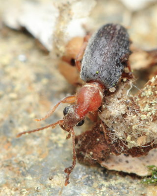 Monoceros Beetle, Notoxus murinipennis (Anthicidae)