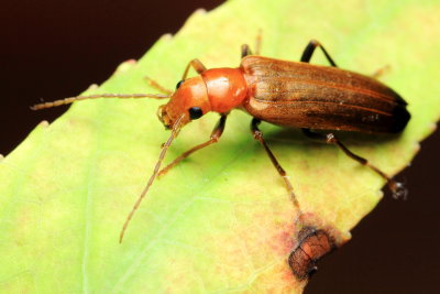 Wharf Beetle, Nacerdes melanura (Oedemeridae)