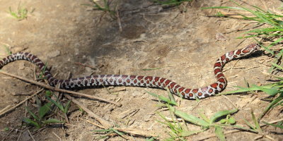 Milk Snake (Lampropeltis triangulum) 