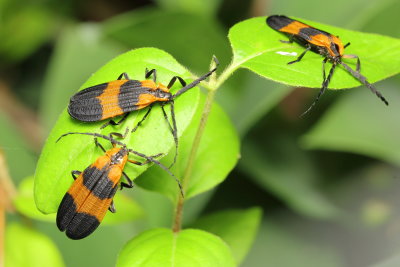 Reticulated Net-winged Beetles, Calopteron reticulatum (Lycidae)