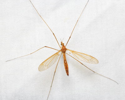 Crane Fly, Tipula sp. (Tipulidae)