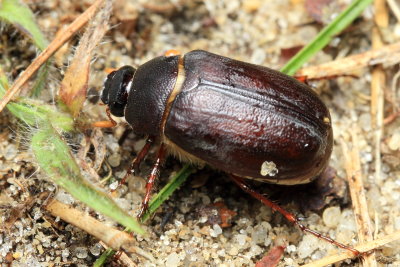 June Beetle, Phyllophaga micans (Scarabaeidae)