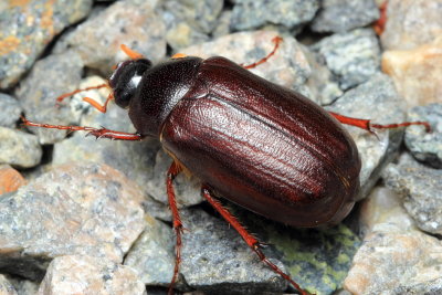 June Beetle, Phyllophaga anxia (Scarabaeidae)