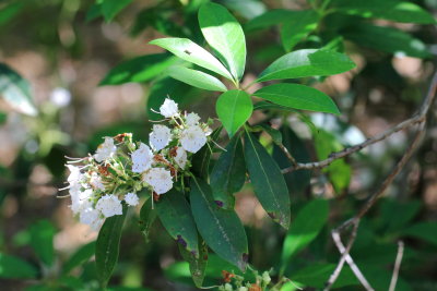 Mountain Laurel, Kalmia latifolia (Ericaceae)