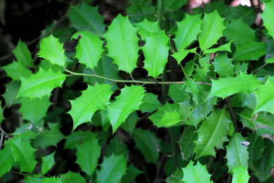 American Holly, Ilex opaca (Aquifoliaceae)