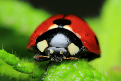 7-spotted Lady Beetle (Coccinella septempunctata)