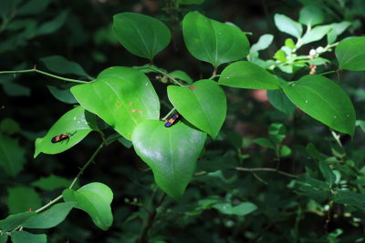 Roundleaf Greenbrier, Smilax rotundifolia (Smilacaceae)