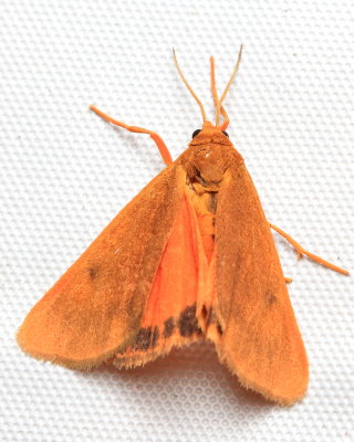 Orange Virbia, Hodges#8121 Virbia aurantica