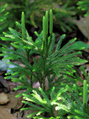 Flat-branched Tree Clubmoss, Dendrolycopodium obscurum (Lycopodiaceae)
