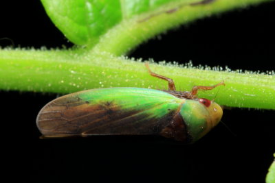 Ponana pectoralis (Iassinae)