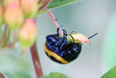 Swamp Milkweed Beetle (Labidomera clivicollis)