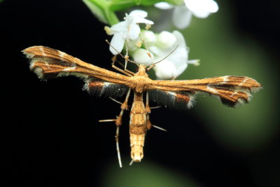 Family Pterophoridae - Plume Moths