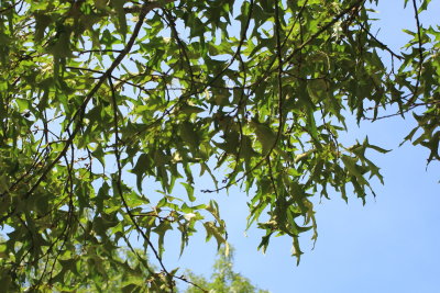 Oak, Quercus cf. falcata (Fagaceae)