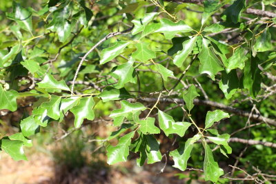 Quercus cf. marilandica (Fagaceae)