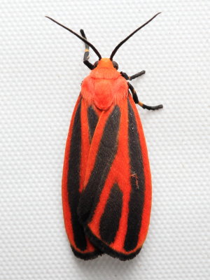 Scarlet-winged Lichen Moth, Hodges#8089 Hypoprepia miniata