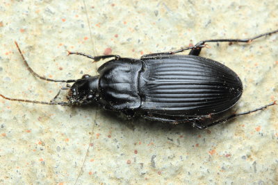 Ground Beetle, Dicaelus elongatus (Carabidae)