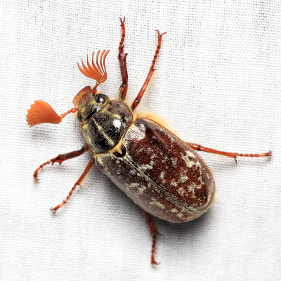 Varied June Beetle, Polyphylla variolosa (Scarabaeidae)