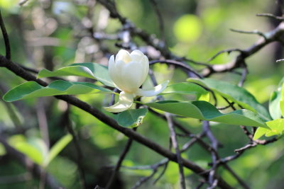 Swamp Magnolia, Magnolia virginiana (Magnoliaceae)