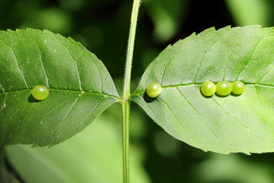 Phylloxera caryaeglobuli, family Phylloxeridae