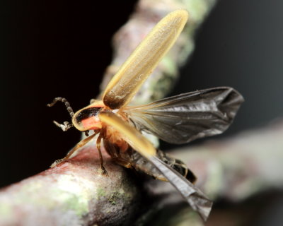 Firefly, Photinus ignitus (Lampyridae)