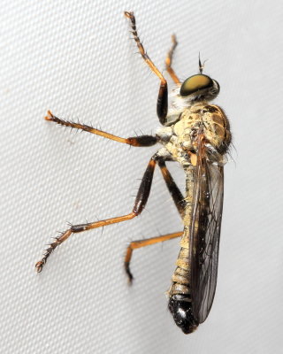 Neomochtherus latipennis (Asilinae)