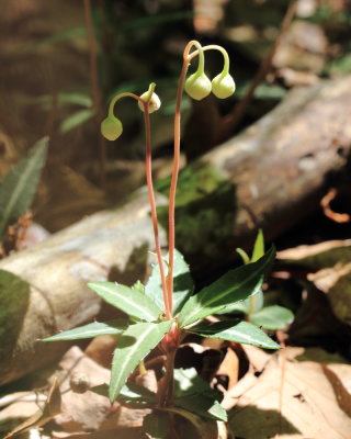 Striped Wintergreen, Chimaphila maculata (Ericaceae)