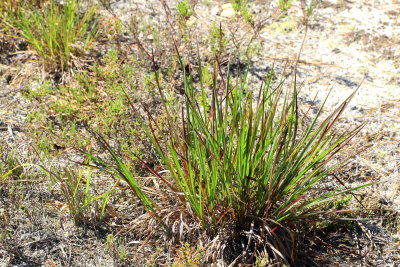 Grass (Poaceae)