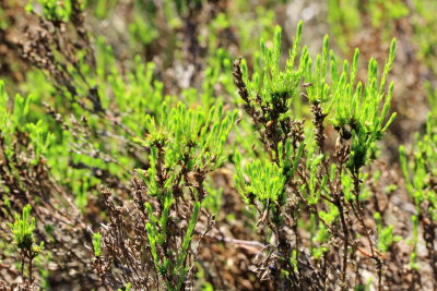 Pine Barrens Goldenheather, Hudsonia ericoides (Cistaceae)