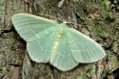Wavy-lined Emerald, Hodges#7058 Synchlora aerata