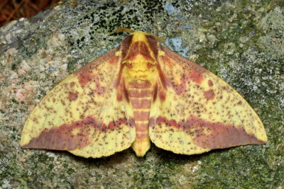 Imperial Moth, Hodges#7704 Eacles imperalis