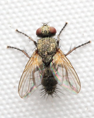 Campylocheta sp. (Dexiinae)