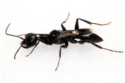 Cockroach Wasp (Ampulex canaliculata) family Ampulicidae